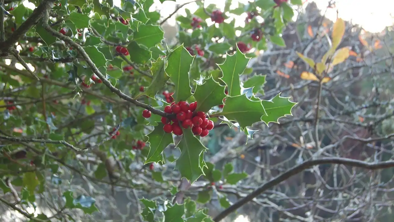How Wish Someone A Merry Christmas In Irish Gaelic